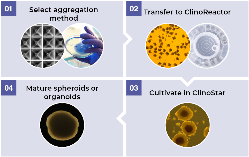 Spheroid and organoid development