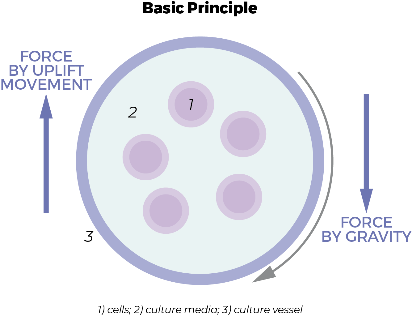 How japan and South Korea are transforming 3D cell culture technology