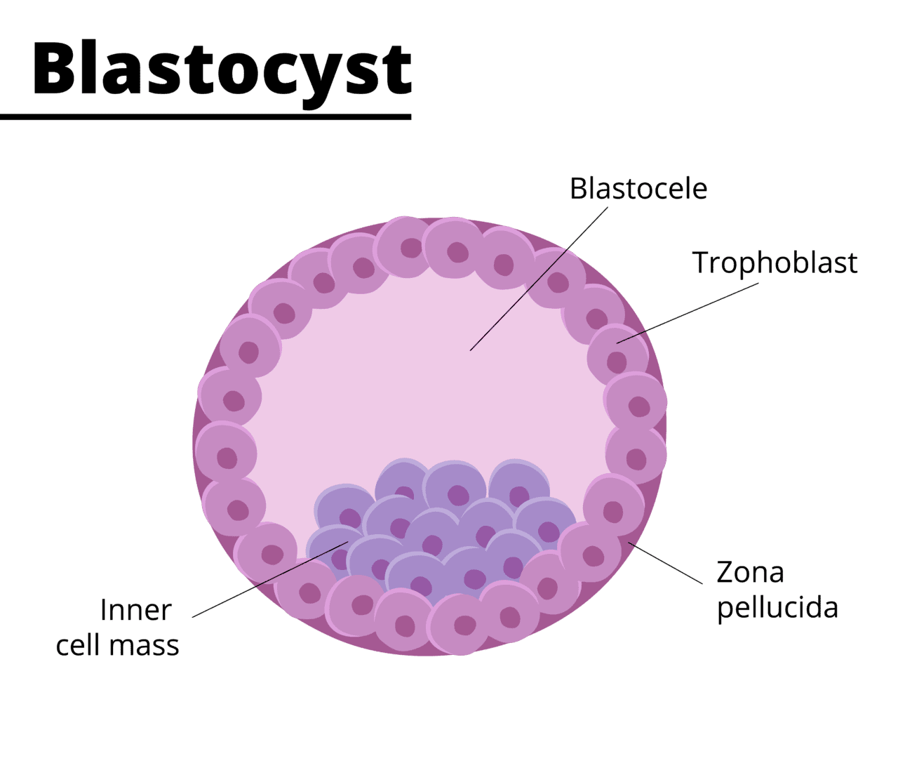 3D Cell Culture Technology: Blastocysts – Celvivo