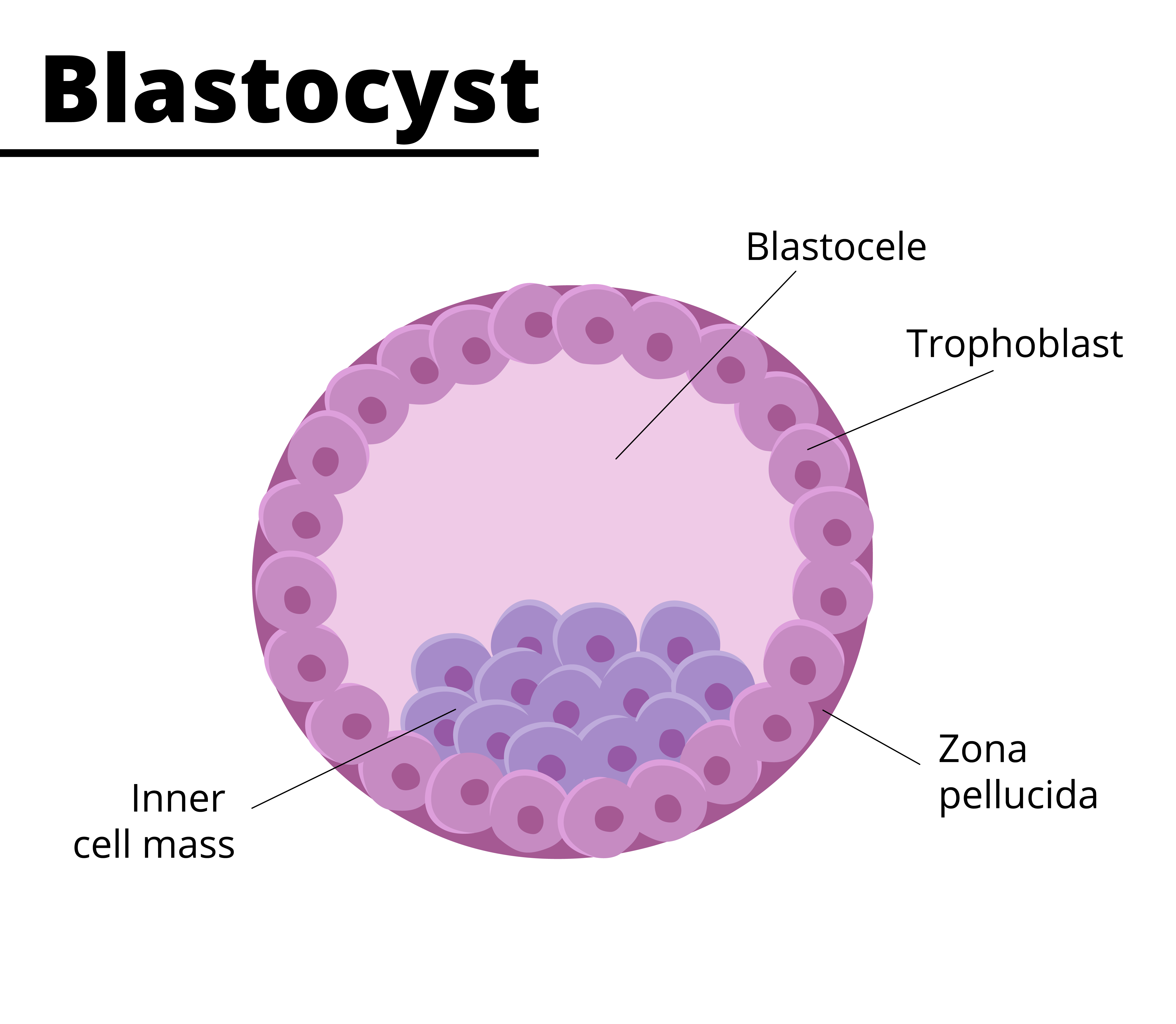 Blastocyst graphic. 