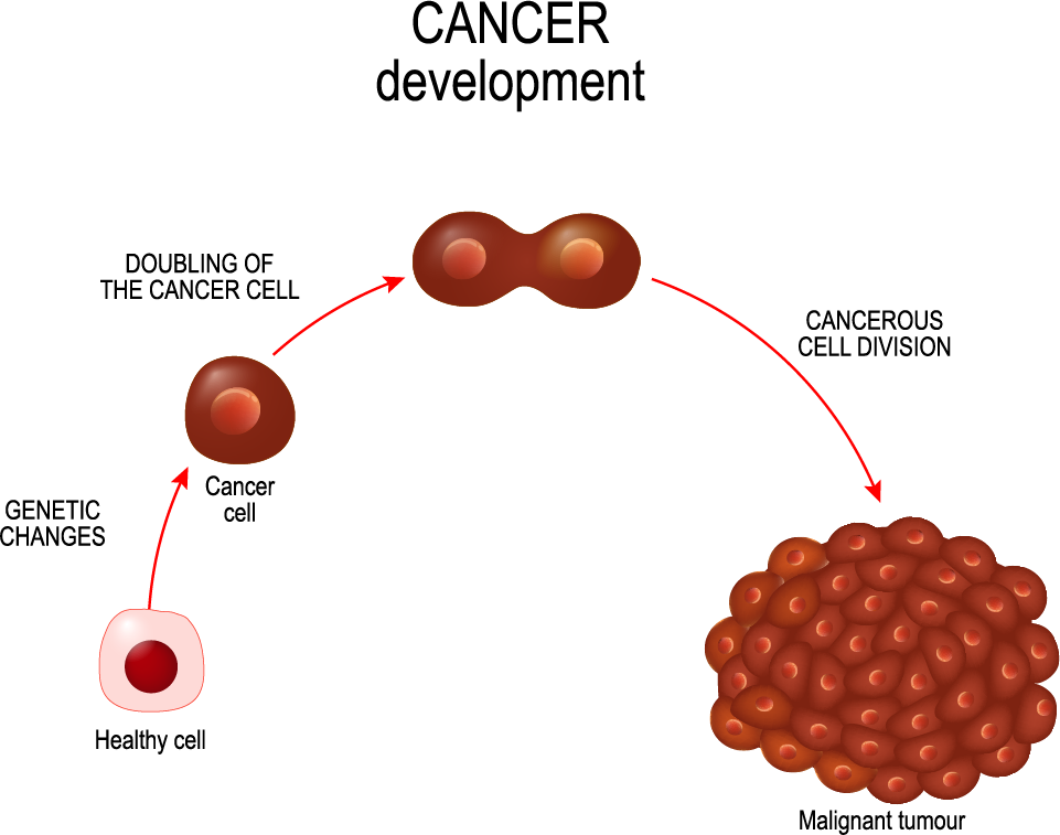 Blastocyst graphic. 