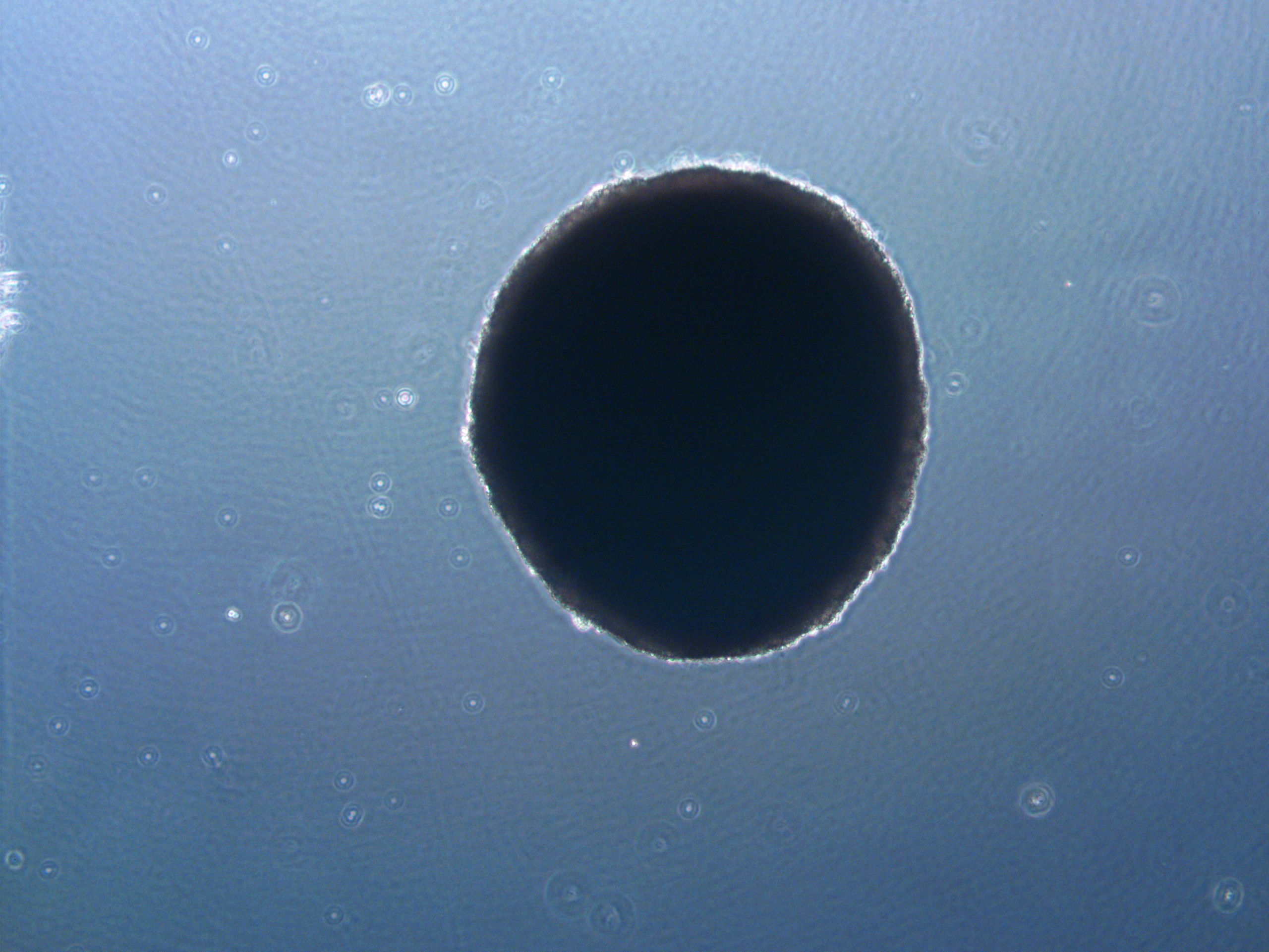 CR Z_C3A_SC_d37_4x_16 Blastoids mimic IVF-derived blastocysts when grown in a 3D environment